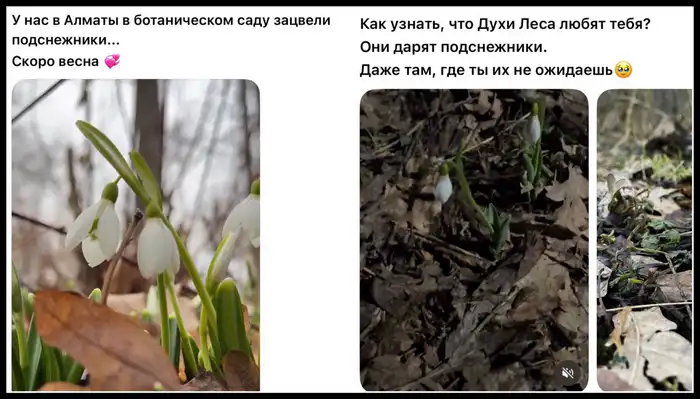 Подснежники в Алматы