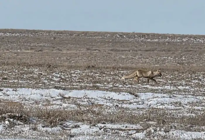 Архар в природном парке