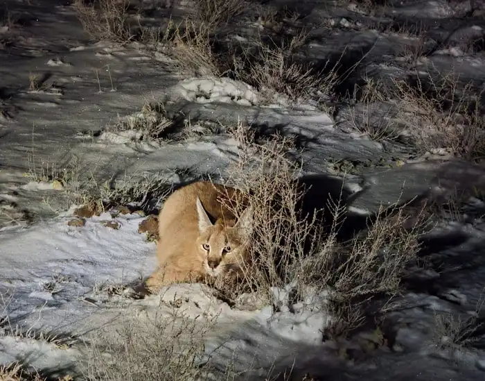Сайгак в Мангистау