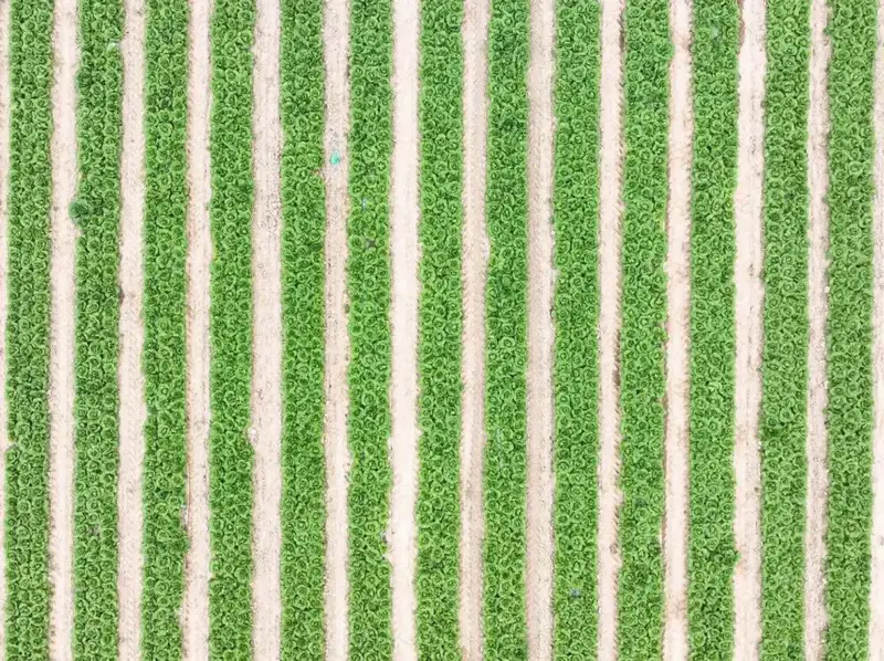 В ТУРКЕСТАНСКОЙ ОБЛАСТИ АКТИВНО ВЕДЕТСЯ ВЕСЕННЯЯ ПОСЕВНАЯ КАМПАНИЯ (4)