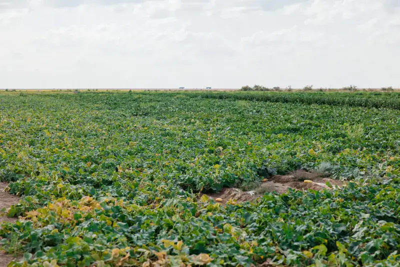 До 10 тысяч гектаров увеличатся посевные площади в Атырауской области (7)