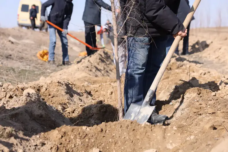 В Илийском районе ведутся масштабные работы по озеленению (2)