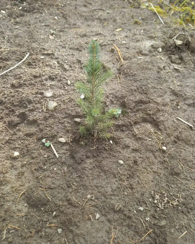 В ВКО за два года будет высажено 36 млн штук саженцев (5)