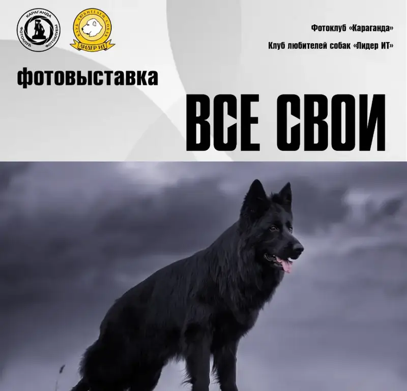 В кадре и в жизни: в Караганде объединят фотоэкспозицию и выставку собак (2)