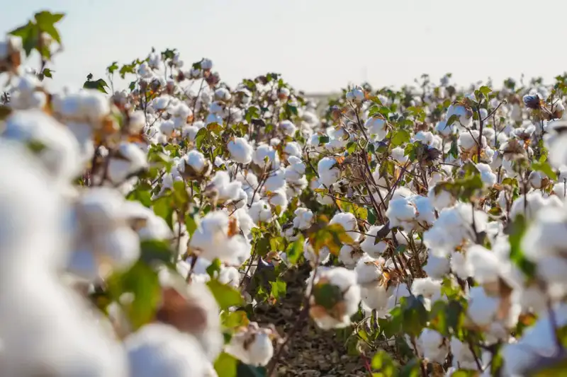 ТУРКЕСТАН: НУРАЛХАН КУШЕРОВ ВСТРЕТИЛСЯ С ПРЕДСТАВИТЕЛЕМ ОБСЕ ДЛЯ ОБСУЖДЕНИЯ ВОПРОСОВ УКРЕПЛЕНИЯ ПАРТНЕРСТВА (5)