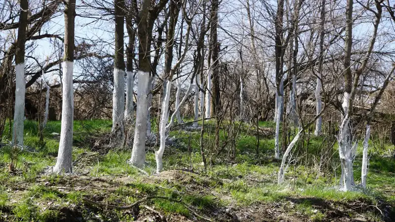 ТУРКЕСТАН: В ОРДАБАСИНСКОМ РАЙОНЕ ПРОВЕДЕН МАСШТАБНЫЙ СУББОТНИК НА ТЕРРИТОРИИ РОДНИКА «КӨЗДІ АТА» (3)