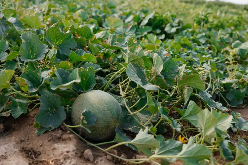 До 10 тысяч гектаров увеличатся посевные площади в Атырауской области (3)