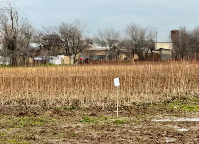 ТУРКЕСТАНСКАЯ ОБЛАСТЬ ЛИДИРУЕТ В РЕСПУБЛИКЕ ПО ПРОИЗВОДСТВУ САЖЕНЦЕВ И ПОСАДКЕ ДЕРЕВЬЕВ (3)
