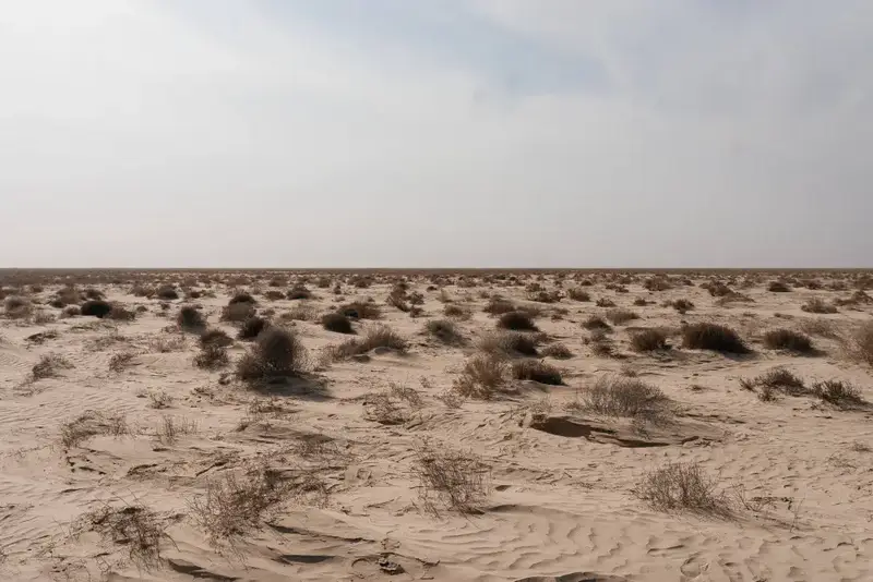 Исследования и озеленение: в Атырау разрабатывают меры по борьбе с пыльными бурями (5)