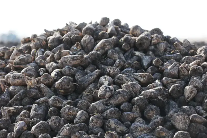 Более 2,5 тыс. человек работают в сфере переработки сельхозпродукции в Жамбылской области (7)