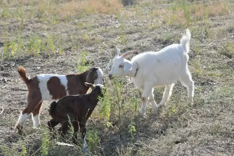 В ТУРКЕСТАНСКОЙ ОБЛАСТИ РАБОТЫ В СФЕРЕ ВЕТЕРИНАРИИ ВЕДУТСЯ ПО ПЛАНУ (7)