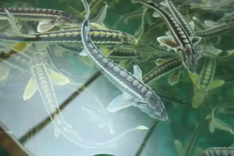 Рабочая поездка акима области в Костанайский район (7)