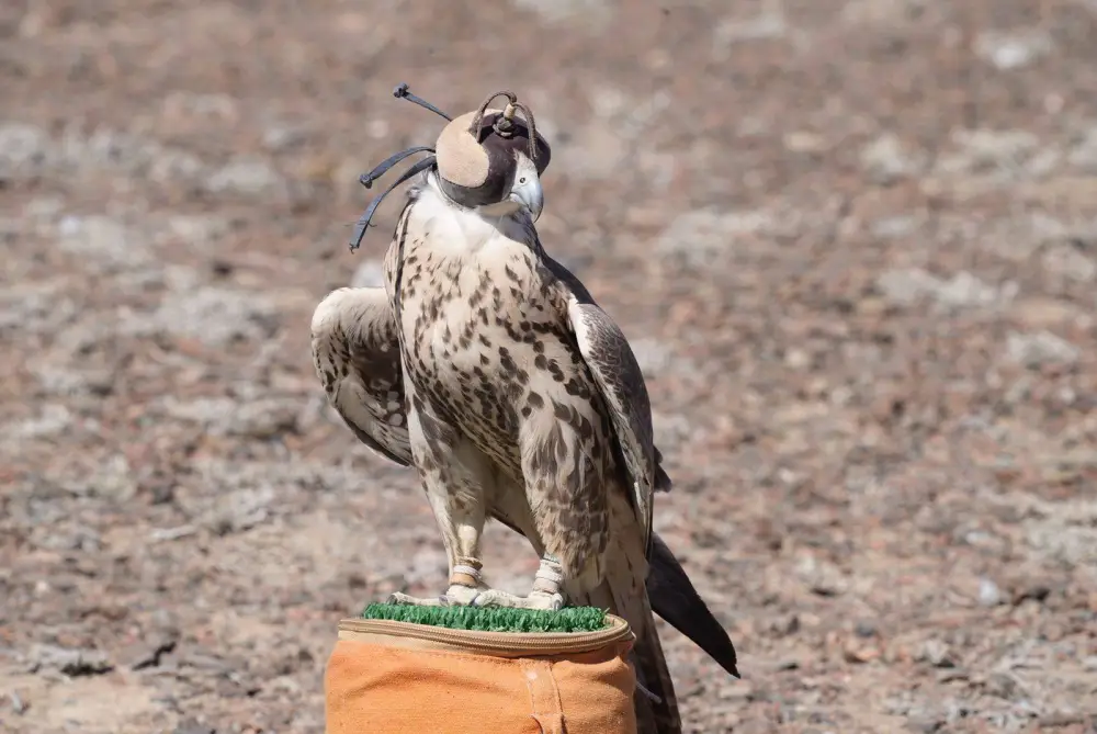 В области Жетісу состоялось мероприятие по выпуску сокола-балобана на дикую природу (4)