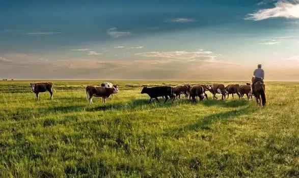 В ТУРКЕСТАНСКОЙ ОБЛАСТИ БОЛЕЕ 200 ТЫСЯЧ ГЕКТАРОВ ПАСТБИЩ ПЕРЕДАНЫ В ОБЩЕЕ ПОЛЬЗОВАНИЕ (3)