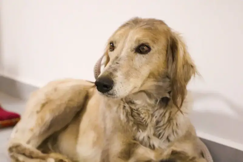 «Наурызнама-2026»: показательное выступление по национальным видам спорта состоится в Астане (7)