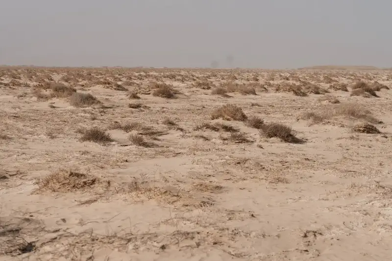 Исследования и озеленение: в Атырау разрабатывают меры по борьбе с пыльными бурями (9)