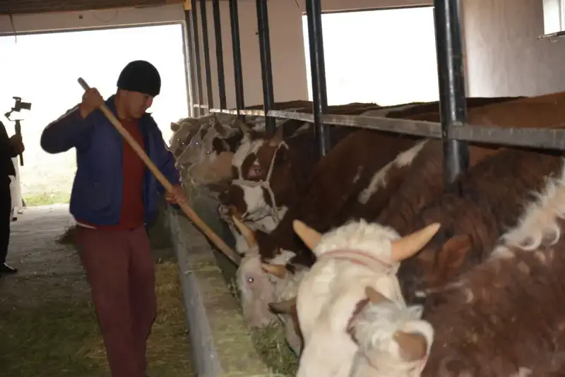 Более половины сельхозпродукции Жамбылской области обеспечивает животноводство (5)