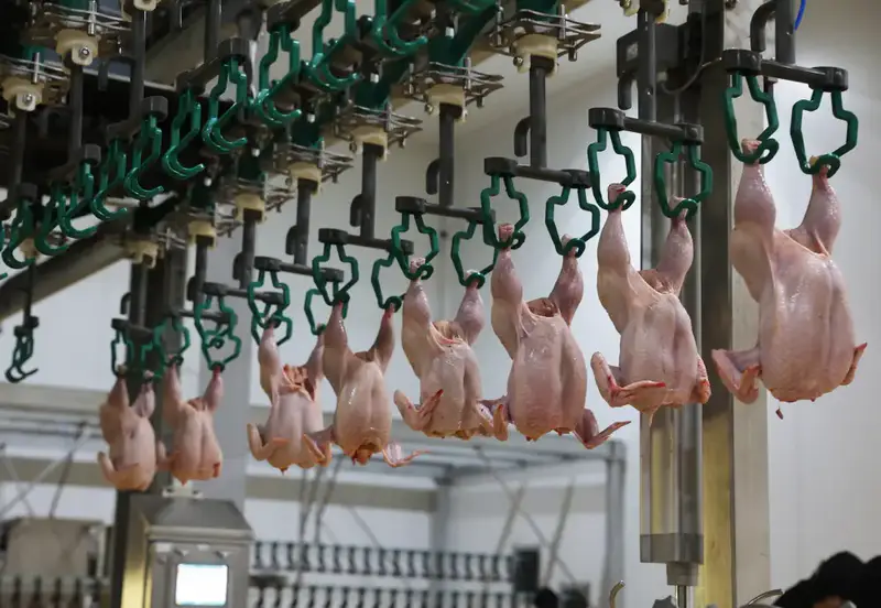 Более половины сельхозпродукции Жамбылской области обеспечивает животноводство (7)