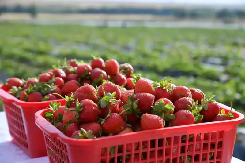 В ТУРКЕСТАНСКОЙ ОБЛАСТИ АКТИВНО ВЕДЕТСЯ ВЕСЕННЯЯ ПОСЕВНАЯ КАМПАНИЯ (6)
