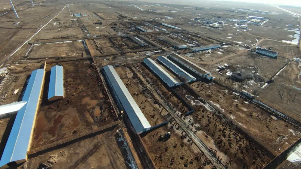 Калмыцкая порода КРС набирает популярность в Акмолинской области (9)