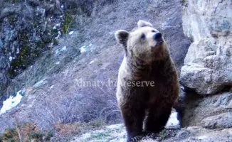 Бурые медведи Алматинского заповедника вышли из спячки: первые фото с фотоловушек