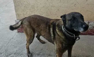 В Туркестанской области ветераны службы: 12 пенсионеров-собак ищут новый дом за 561 тенге