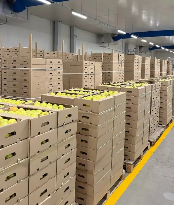 ТҮРКІСТАН ОБЛЫСЫНДА «DALA FRUIT» АГРОӨНЕРКӘСІПТІК КЕШЕНІ ТАБЫСТЫ ЖҰМЫС ІСТЕП ТҰР (7)