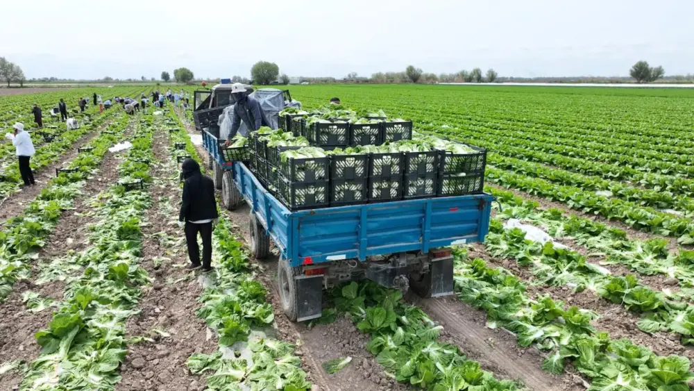 Аграрии Туркестанской области экспортировали в Россию раннеспелую капусту (2)
