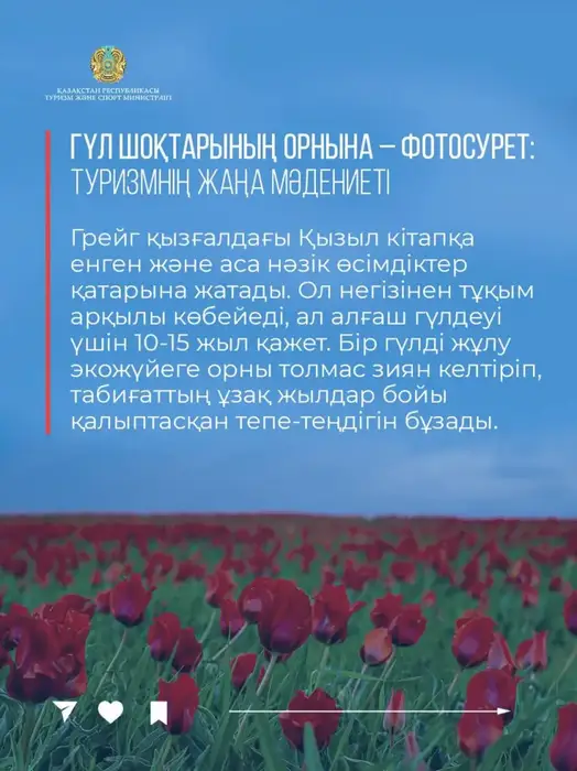 Краснокнижные тюльпаны Грейга: природное наследие Казахстана как точка притяжения туристов (2)