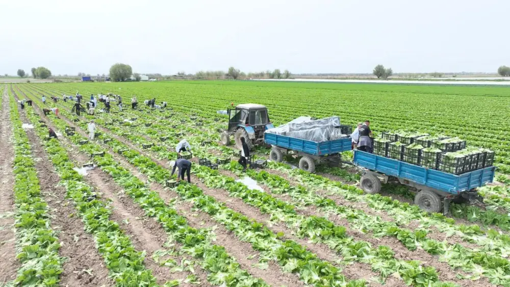 Аграрии Туркестанской области экспортировали в Россию раннеспелую капусту (7)