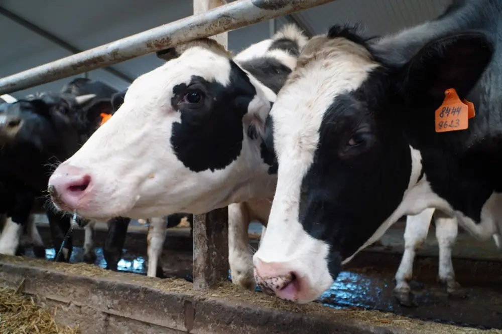 В Акмолинской области запустили современную молочную ферму на 400 голов (4)