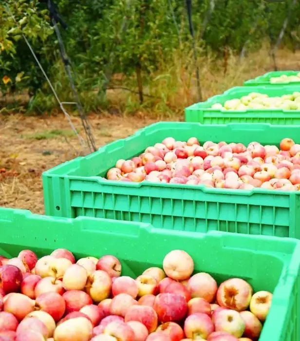 ТҮРКІСТАН ОБЛЫСЫНДА «DALA FRUIT» АГРОӨНЕРКӘСІПТІК КЕШЕНІ ТАБЫСТЫ ЖҰМЫС ІСТЕП ТҰР (3)