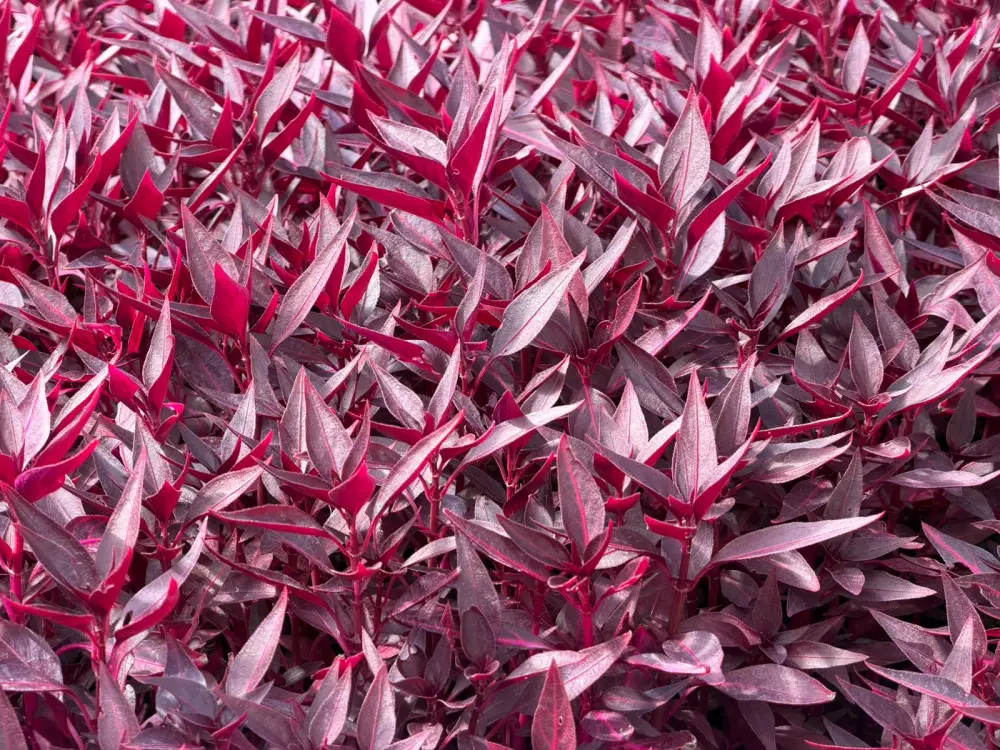 В Алатауском районе Алматы развивают зеленые зоны и реализуют проекты «Бюджета народного участия» (3)