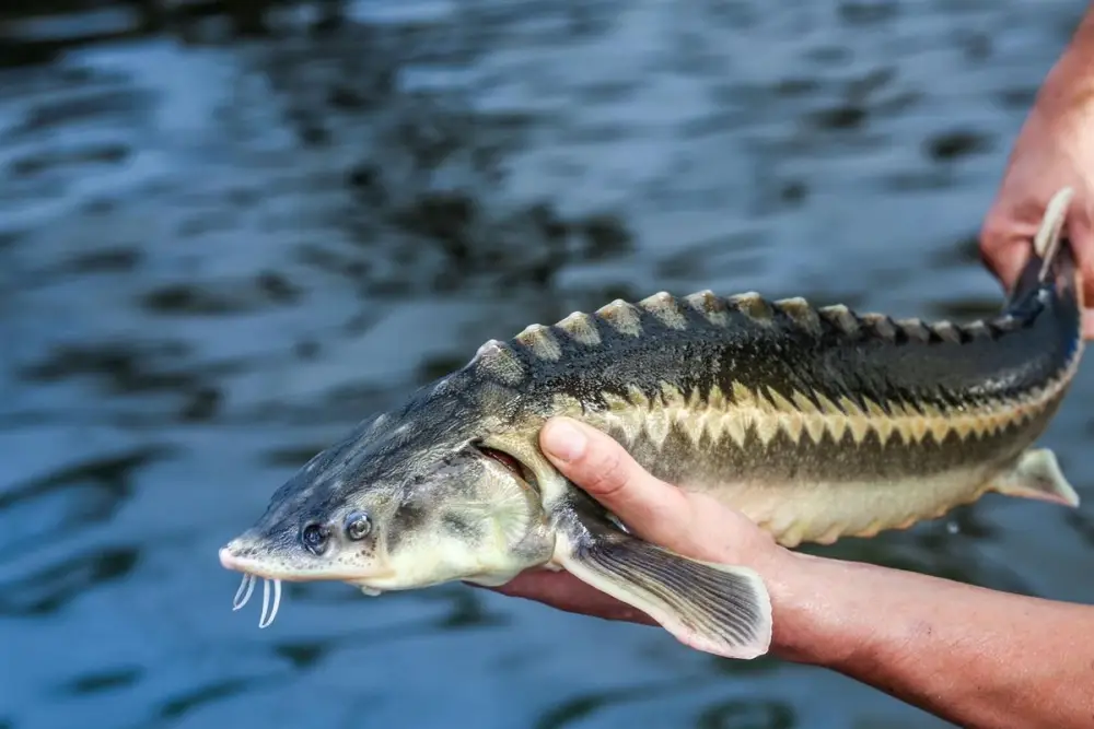 В Казахстане стартовала рыбоохранная акция «Бекіре-2026» (2)