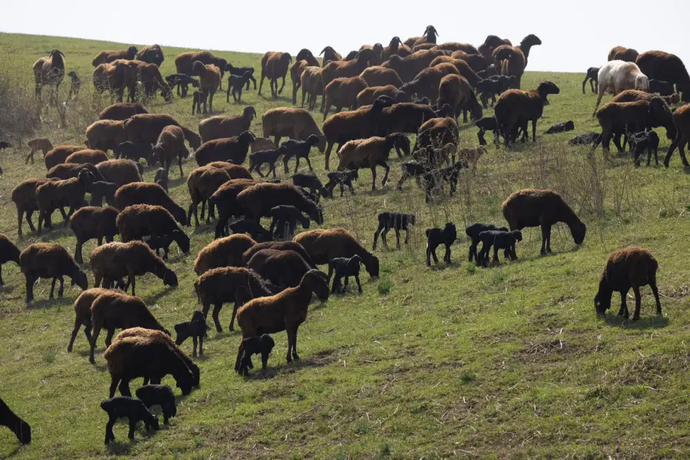 Начинается важный сезон для животноводов (3)