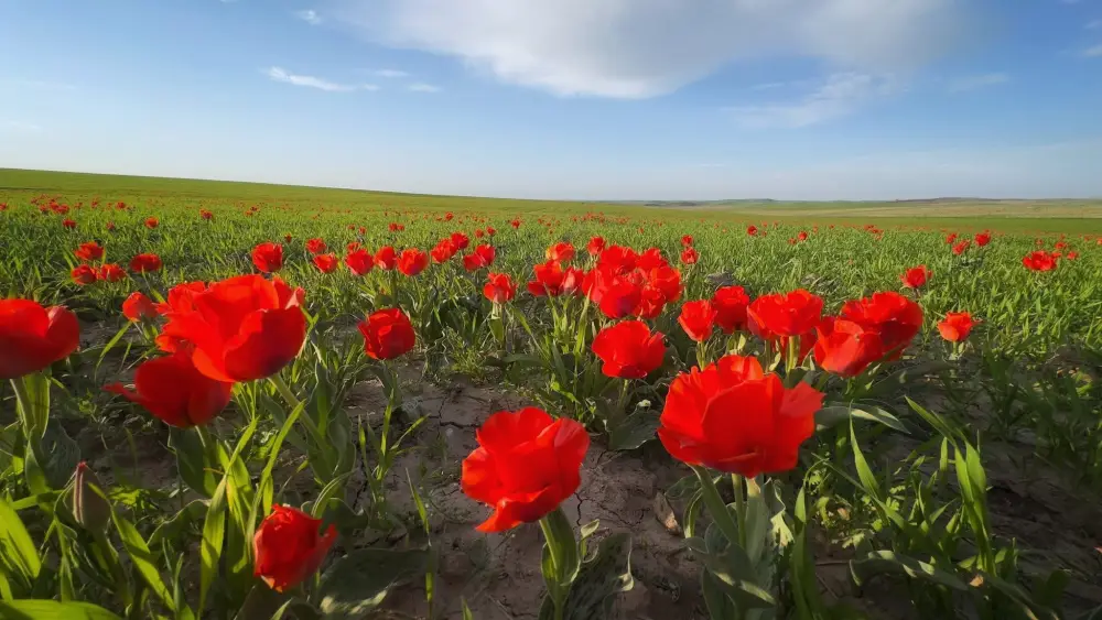 ТУРКЕСТАН: В КАЗЫГУРТЕ ЗАЦВЕЛИ КРАСНОКНИЖНЫЕ ТЮЛЬПАНЫ ГРЕЙГА (4)