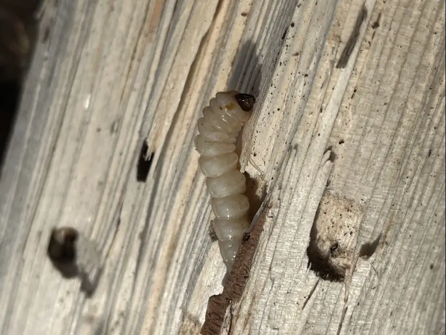Личинки жука черного соснового усача выявлены в пиломатериалах, ввезенных в Казахстан (3)