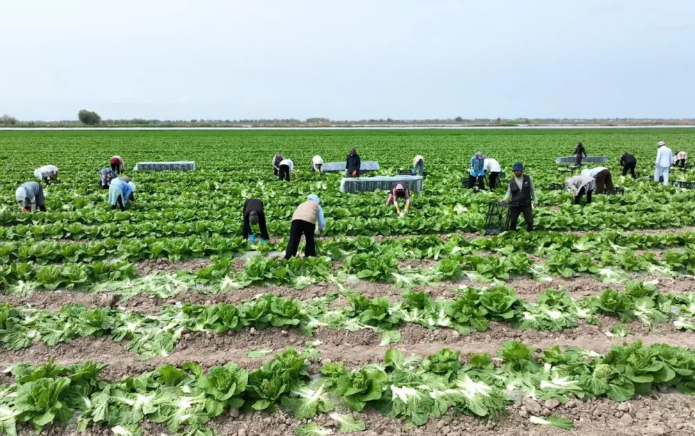Аграрии Туркестанской области экспортировали в Россию раннеспелую капусту (3)