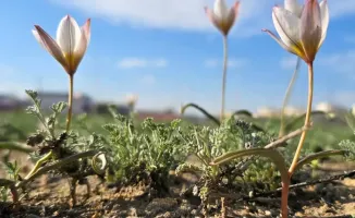 В Актау среди городской суеты зацвели редкие краснокнижные тюльпаны: обнаружен согдийский тюльпан на участке земли в окружении дорог и построек