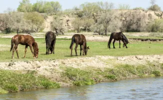 Погода в Астане и Алматы: весенний танец капризов – грозы и тепло в объятиях апреля