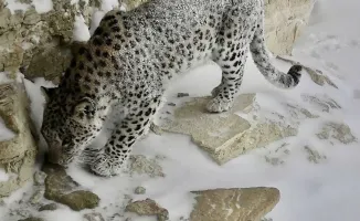 Тень царя джунглей вновь скользит по пескам: переднеазиатский леопард вновь замечен в Мангистау