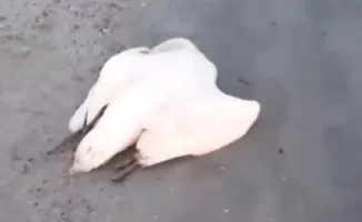 В Каракиянском районе на побережье Каспия обнаружены мёртвые лебеди