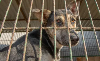 Стерилизация vs Усыпление: Как сэкономить на животных?