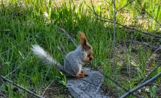В Актау белка устроила свой маленький праздник: редкое животное осваивает городские просторы