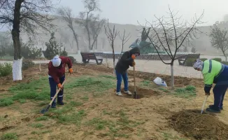 В Жанаозене началось озеленение: улучшение экологии и благоустройство городской среды на горизонте