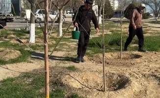 В Актау продолжаются агротехнические работы для улучшения состояния молодых деревьев и саженцев, высаженных осенью 2022 года и весной 2023 года.