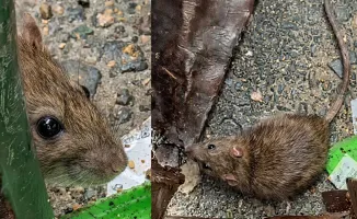 Residents of Aktau Alarmed by Rodent Infestation Near Homes Amid Growing Concerns
