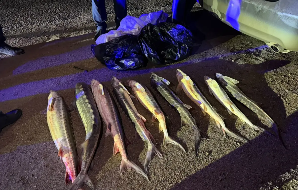 В Актау задержана крупная партия осетрины: международная операция по борьбе с браконьерством