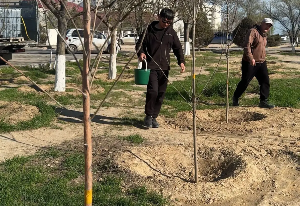 В Актау продолжаются агротехнические работы для улучшения состояния молодых деревьев и саженцев, высаженных осенью 2022 года и весной 2023 года.