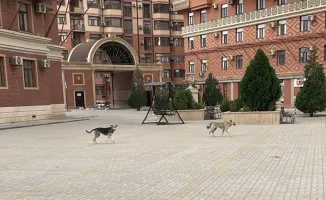 Собачья угроза в 'Грин Парке': жители требуют унять свору, чтобы не стать жертвами 'четвероногих стражей'.